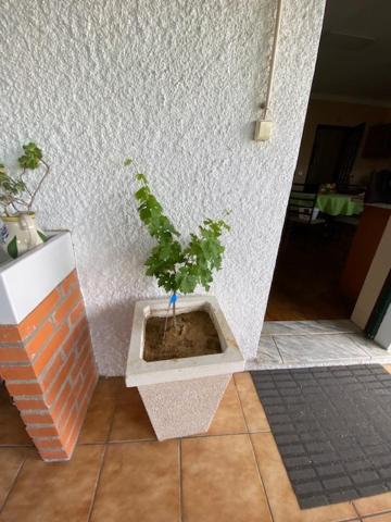 Casa Gorjao * Anadia